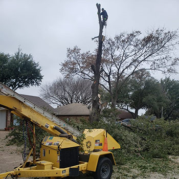 emergency_tree_removal