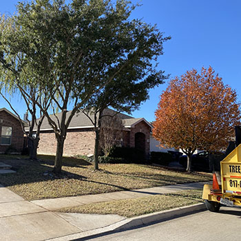 tree_trimming_pruning